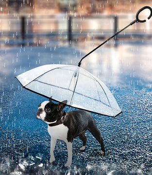 Transparent Pet Umbrella